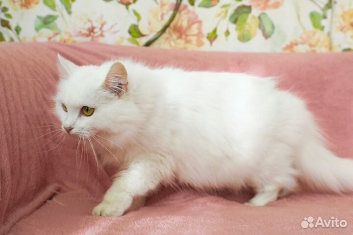 Пастила в добрые руки