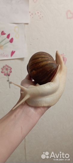 Улитки архахатины