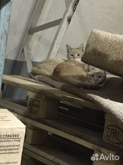 Котики в добрые руки