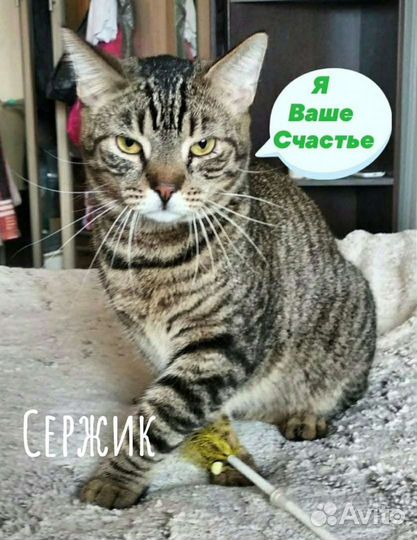 Котик Сержик