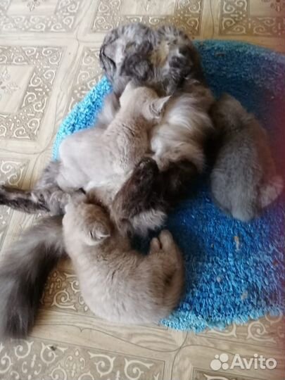 Шотландские котята