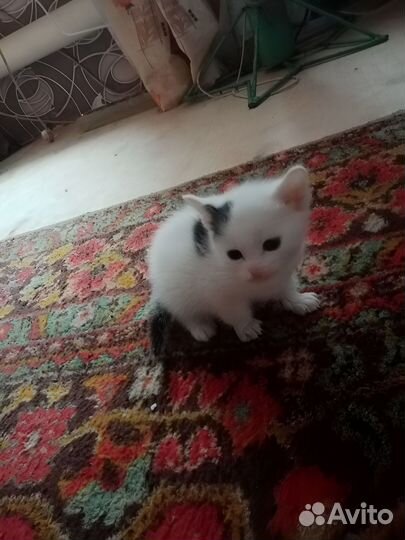 Котята в добры руки