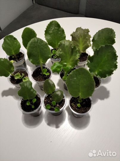 Фиалка, укоренённые черенки и листики