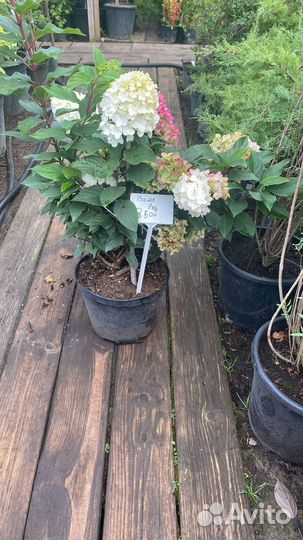 Гортензия в ассортименте