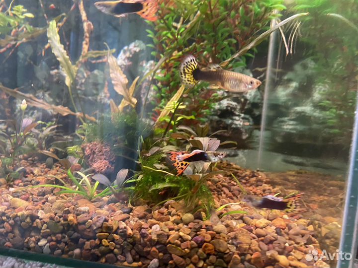 Аквариумные растения, гуппи