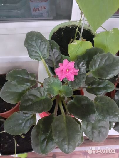 Фиалка в горшках