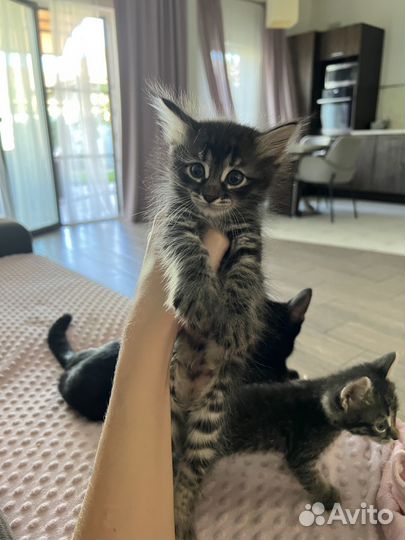 Отдам в хорошие руки котенка