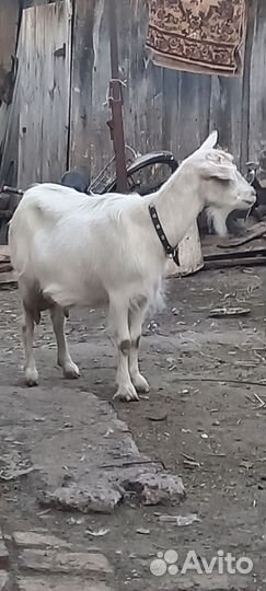 Коза дойная