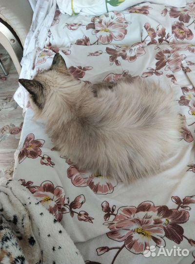 Кошка в дар бесплатно