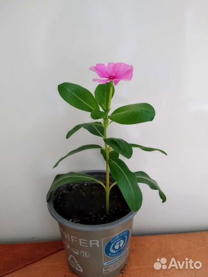 Катарантус барвинок