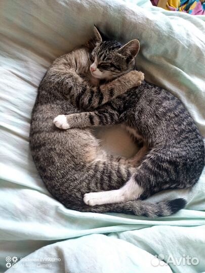 Котята кошки-крысоловки