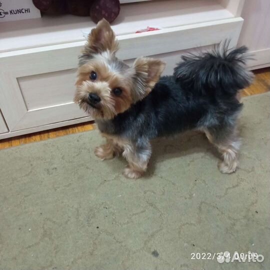 Йоркширский терьер мини вязка