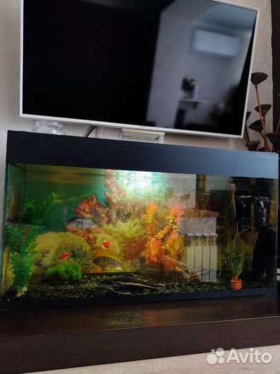 Аквариум
