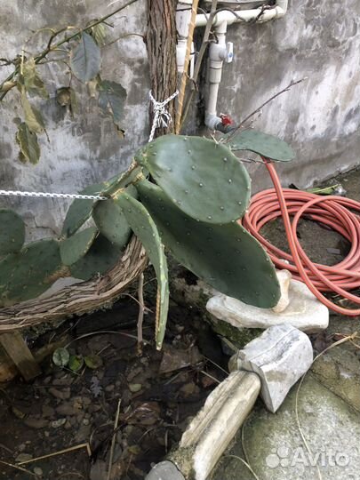 Кактус во двор