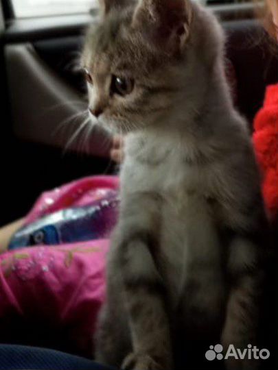 Кошка