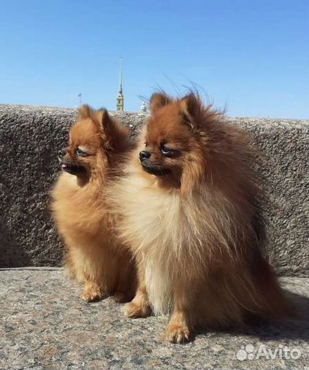 Померанский шпиц вязка кобель