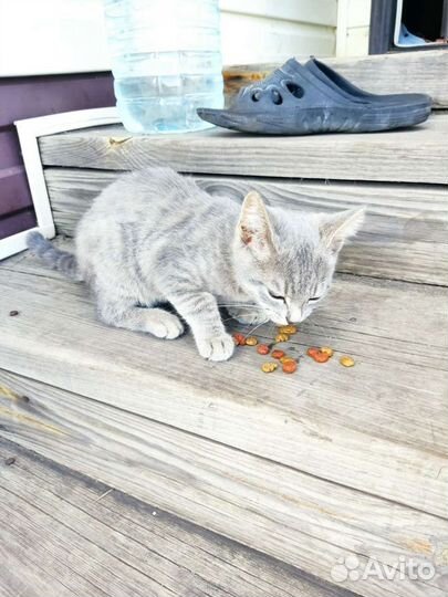 Котята в добрые руки бесплатно