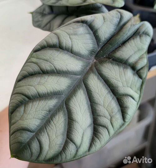 Алоказия Silver dragon
