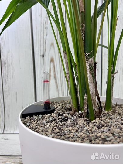 Пальма ховея H 120 см