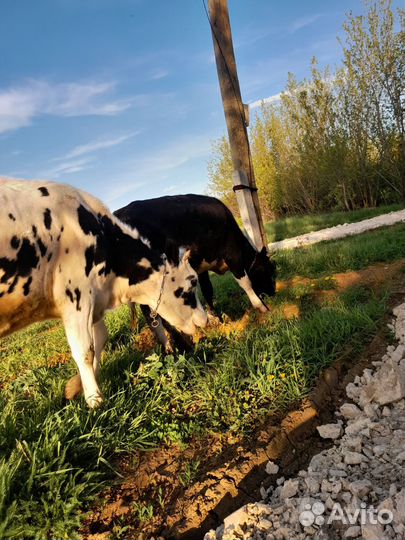 Телки стельные