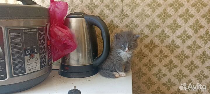 Сибирские котята