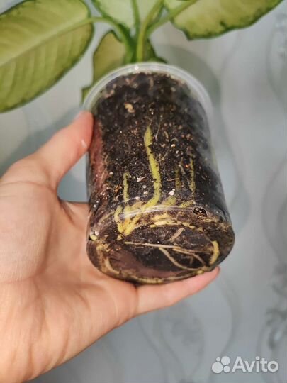 Комнатные растения