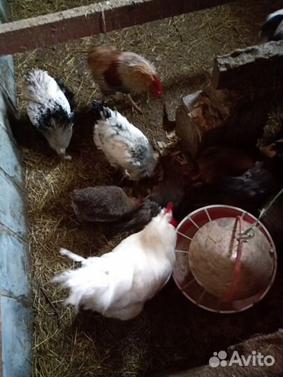 Инкубационное яйцо