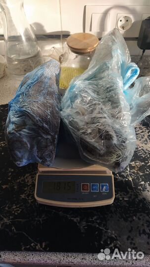 Хариус, улов сентябрь 2024