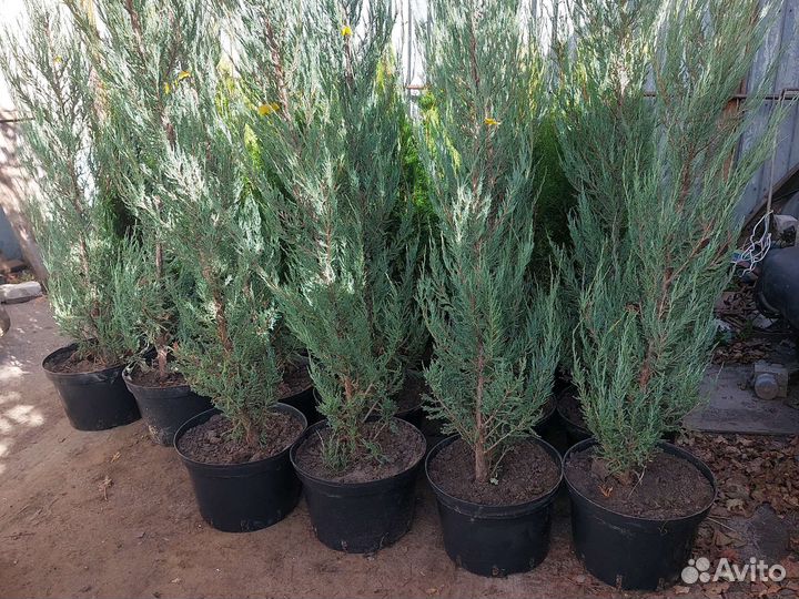 Можжевельник, туя.(Блю эрроу,Смарагд)