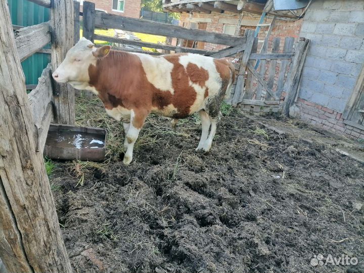 Бычки и телки