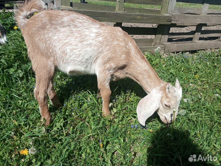 Англо-нубийские козлики и козочки
