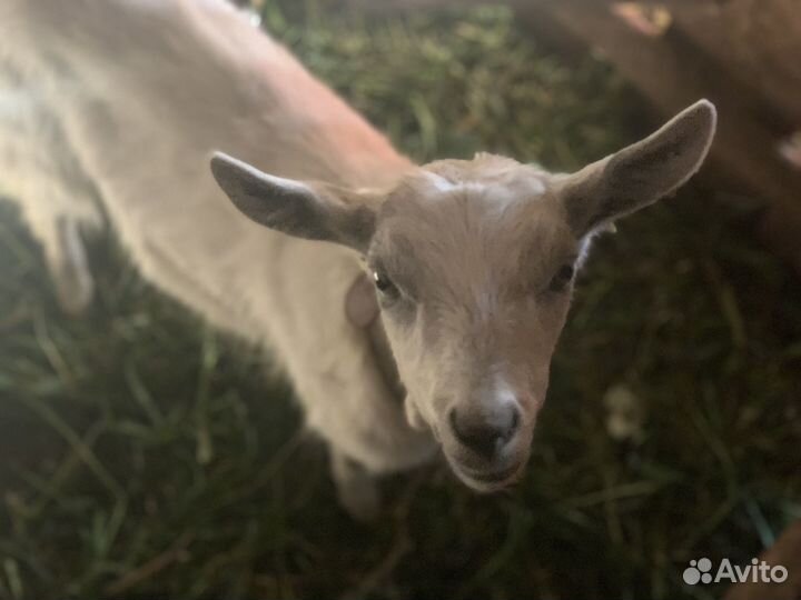 Зааненская коза