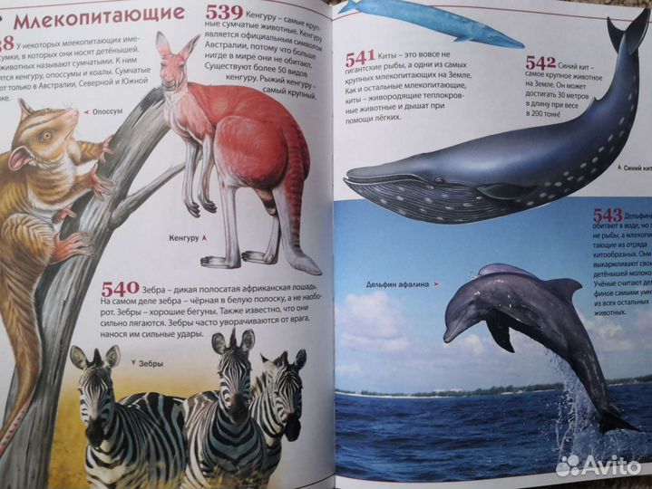 Энциклопедия для детей