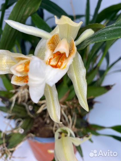 Орхидея целогина coelogyne Sabine