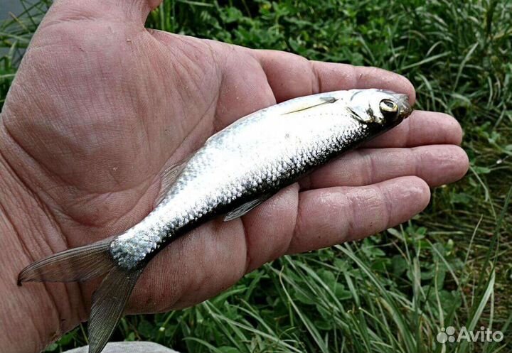 Живая Рыба В Пруд Малёк Линь Амур Лобик Карп Вьюн