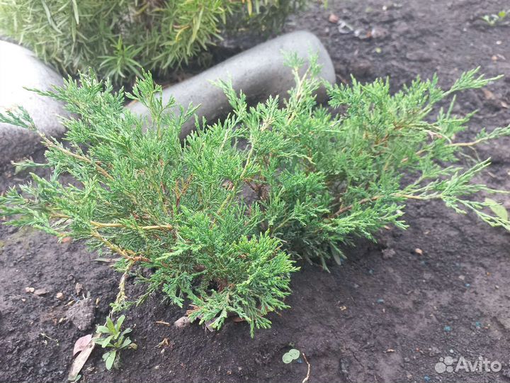 Можжевельник