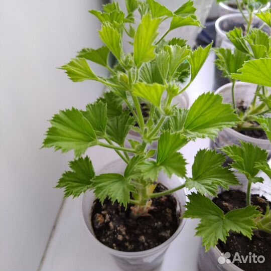 Королевская пеларгония