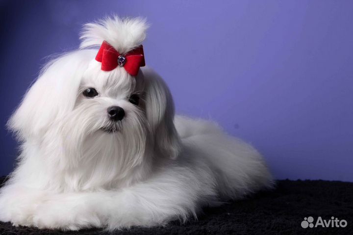 Щенки мальтийская болонка