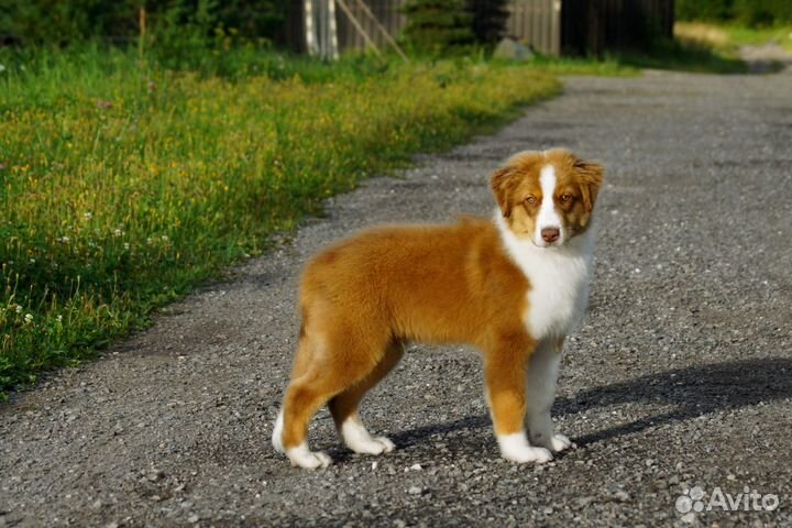Австралийская овчарка (аусси)