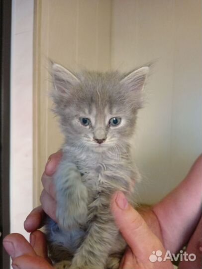 Котята домашние