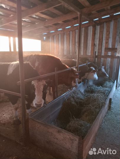 Быки на мясо