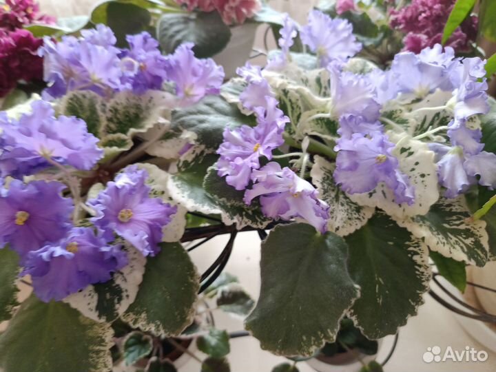 Комнатные цветы