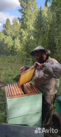 Натуральный зрелый мёд с пасеки