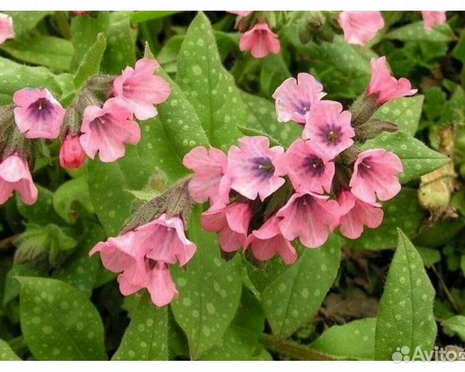 Медуница сахарная Dora Bielefeld