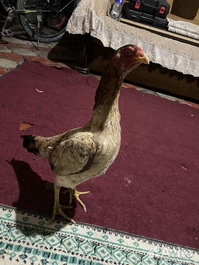 Бойцовые курицы