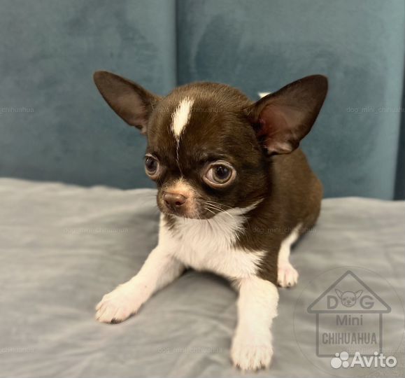 Мини малыш чихуахуа РКФ