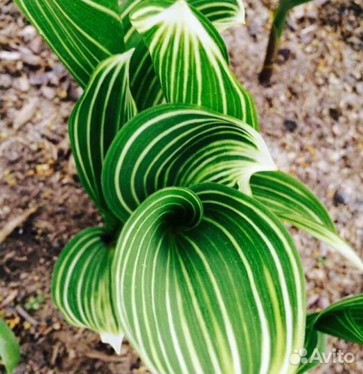 Ландыш розовый, полосатый, махровый