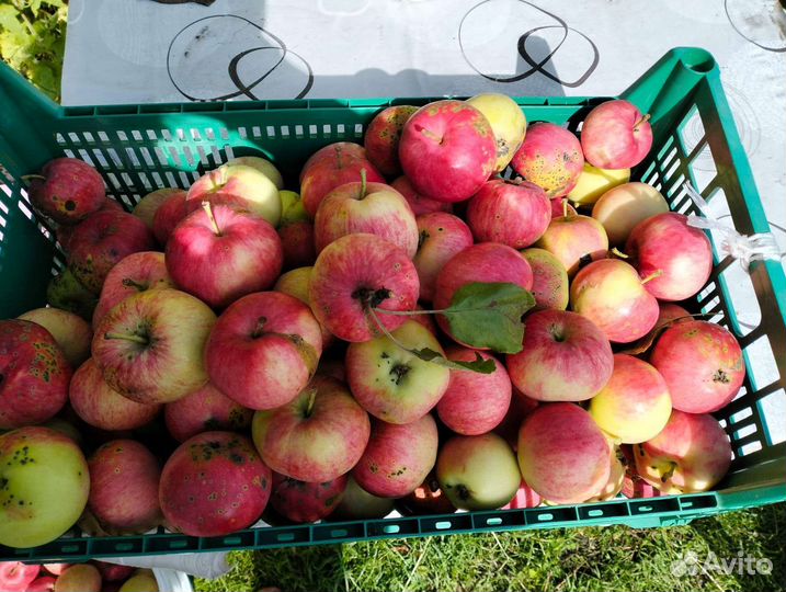 Яблоки домашние