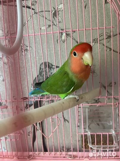 Попугаи неразлучники