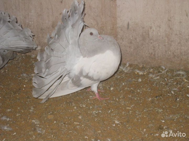 Голуби Павлины